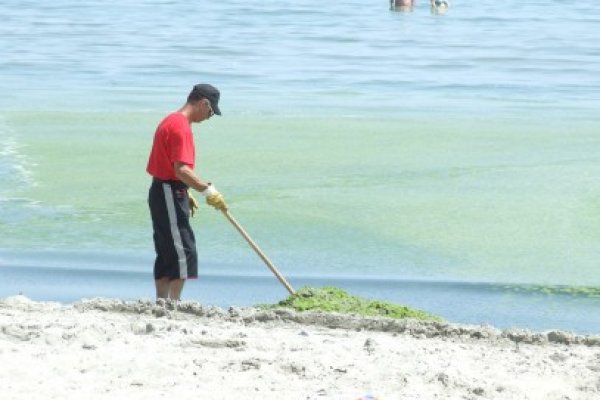 Angajaţii ABADL au strâns peste 4.000 de tone de alge într-o săptămână